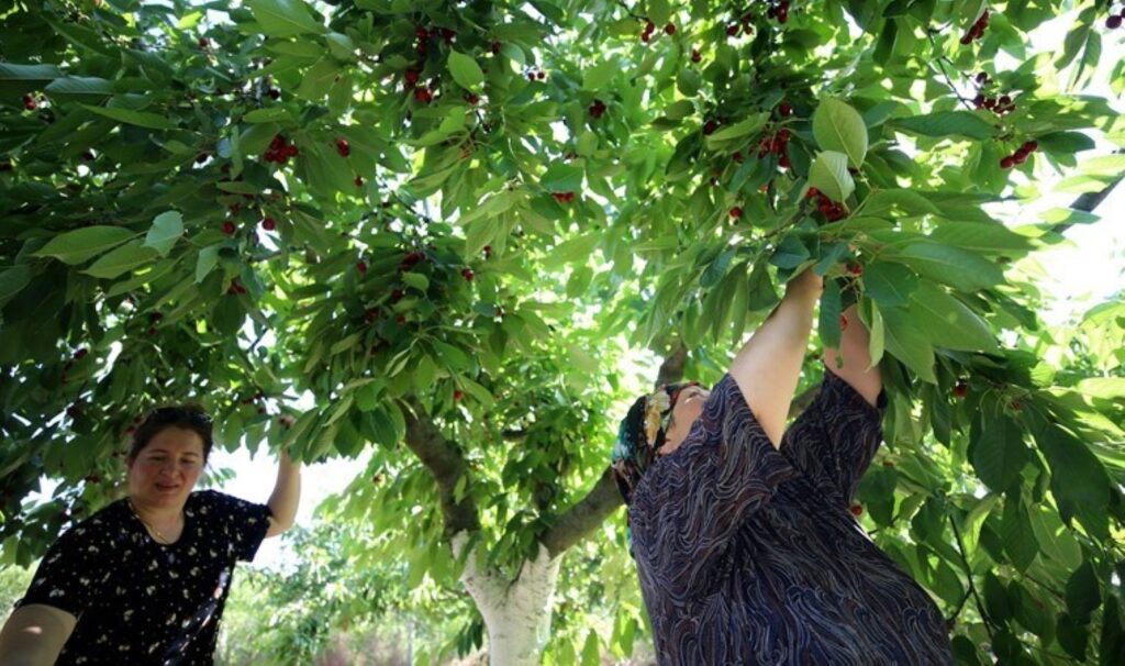 Kırklareli’nde hasat gecikti: Verim ve kalite kayıpları yaşandı…