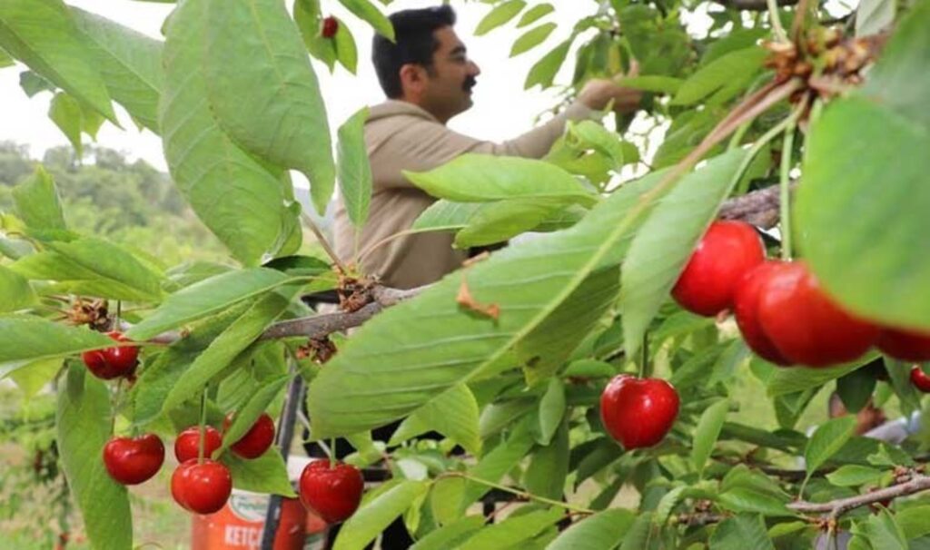 Selendi’de hasat devam ediyor! Kilosu 50 TL’ye düştü…