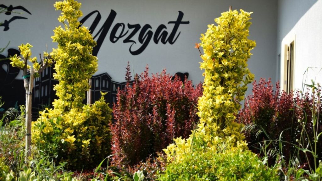 Yozgat’ta 4 milyon fidan toprakla buluşacak