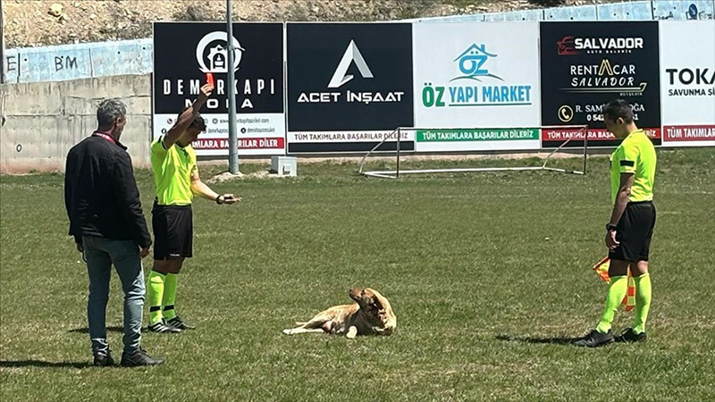 Amatör maçta hakem sahaya giren köpeği kırmızı kart gösterip dışarı çıkardı