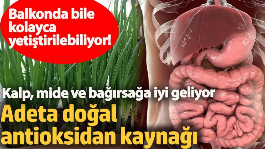 Balkonda bile kolayca yetiştirilebiliyor! Kalp, mide ve bağırsağa iyi geliyor! Adeta doğal antioksidan kaynağı