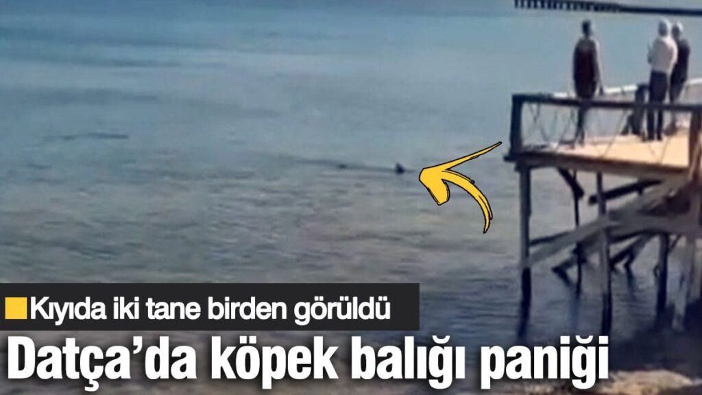 Datça’da köpek balığı alarmı! Kıyıda iki tane birden görüldü