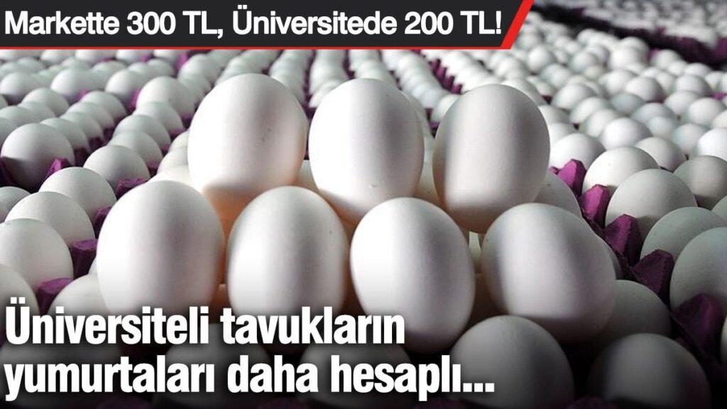 Markette 300 TL, Üniversitede 200 TL! Üniversiteli tavukların yumurtaları daha hesaplı…