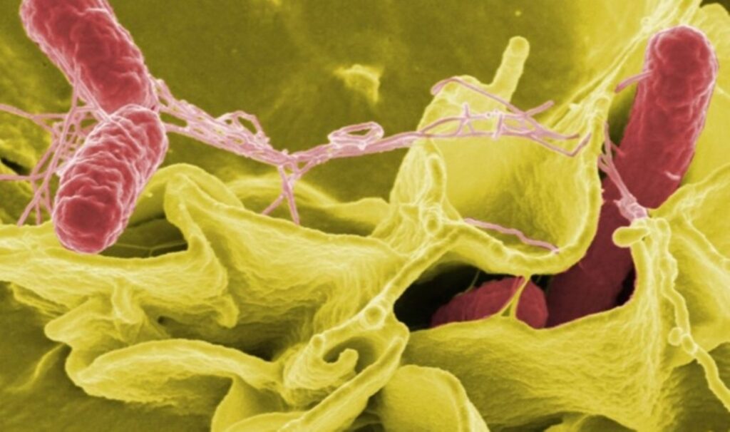 Salmonella için önemli uyarı: Bahar ve yaz aylarını seviyor