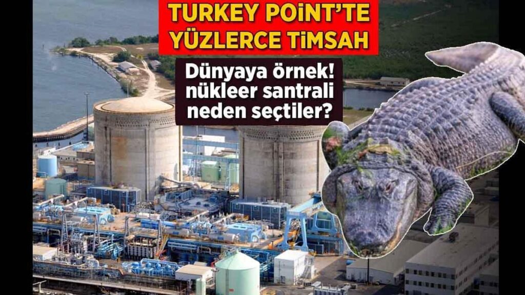 Turkey Point’te yüzlerce timsah! Dünyaya örnek: Neden nükleer santrali seçtiler?