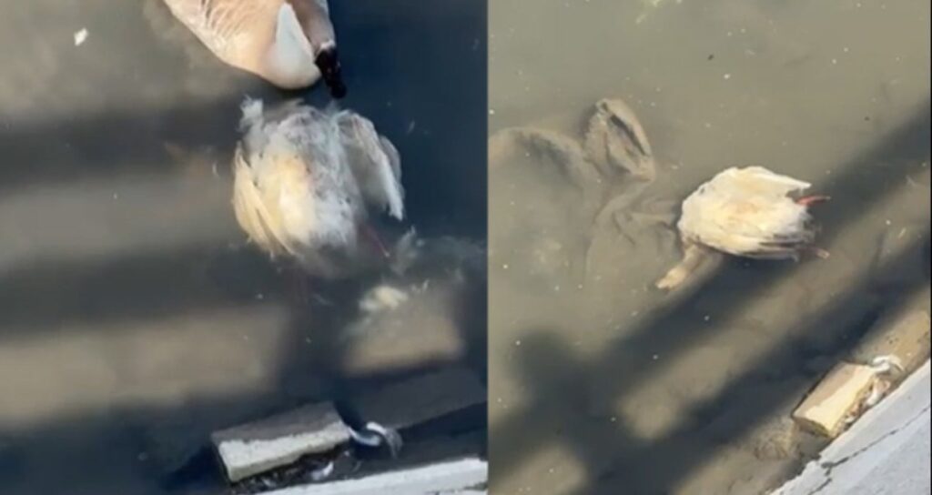 Yeşilırmak’ta korkutan görüntü! Ördek ve kaz ölümleri başladı