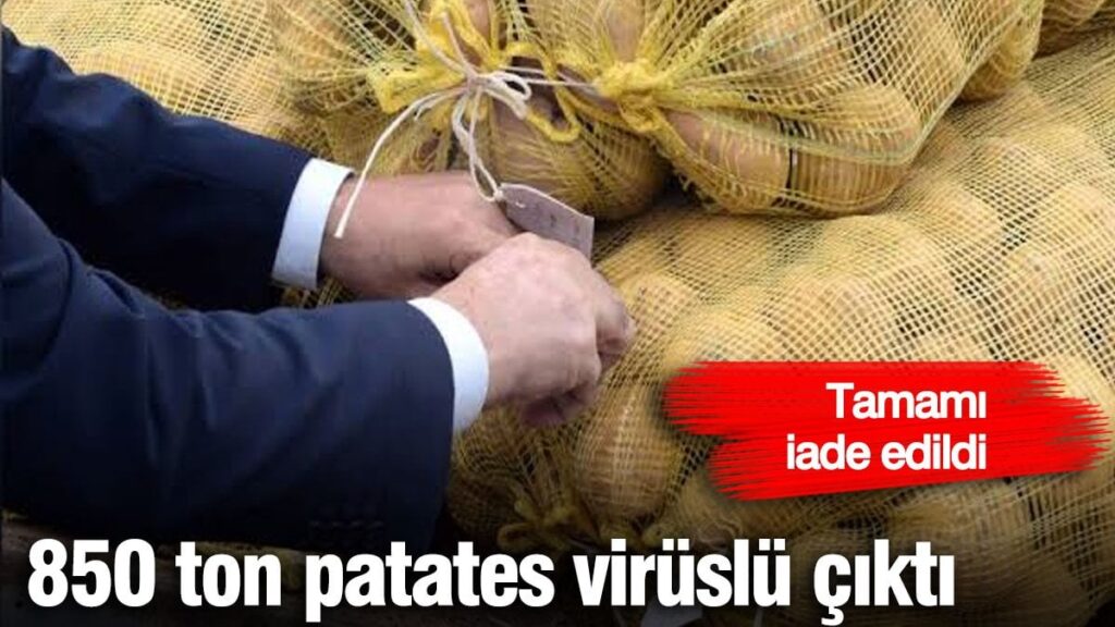 850 ton patates virüslü çıktı! Tamamı iade edildi
