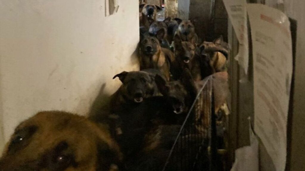 Bir apartman dairesinde 48 köpek bulundu! ABD’de yürek burkan görüntü