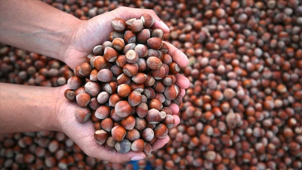 Fındık sektöründe büyük skandal: Rekolte yanıltmacası! 400 bin Ton mu, 600 mü?