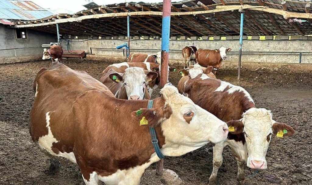 Gürer’den Bakanlığa sert soru: “Aşı var, ölüm neden bitmiyor?”