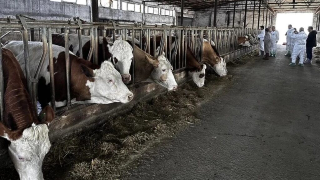 Karaman’da şap hastalığı sorunu bitmek bilmiyor