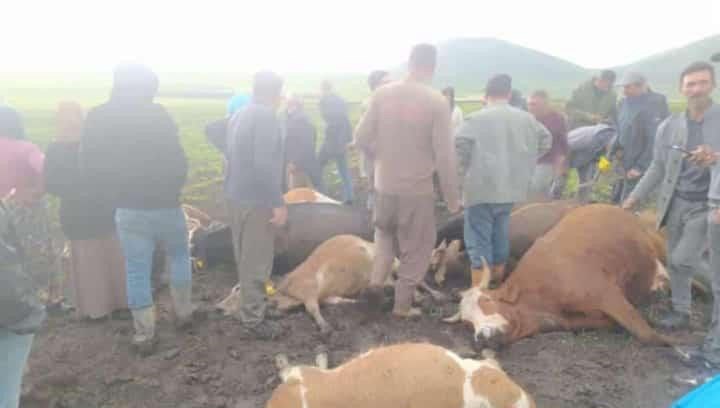Kars’ta sürünün üzerine yıldırım düştü: 2 çoban yaralı, 10 hayvan telef oldu