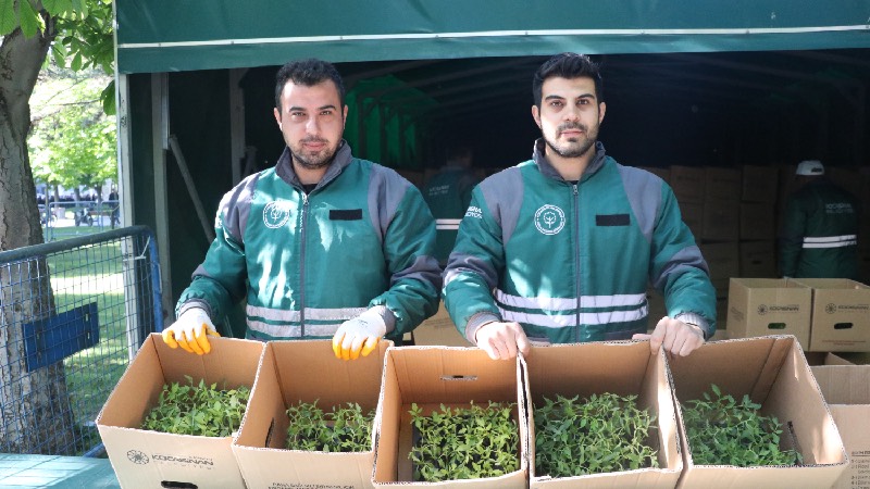 Kayseri’de üreticilere 550 bin organik domates fidesi dağıtıldı