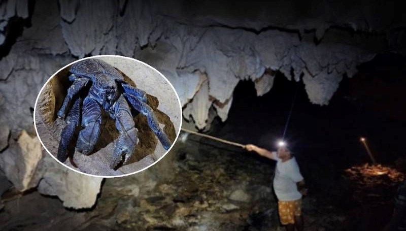 Ücra adadaki devasa yaratık 150 yıl sonra ilk kez görüldü