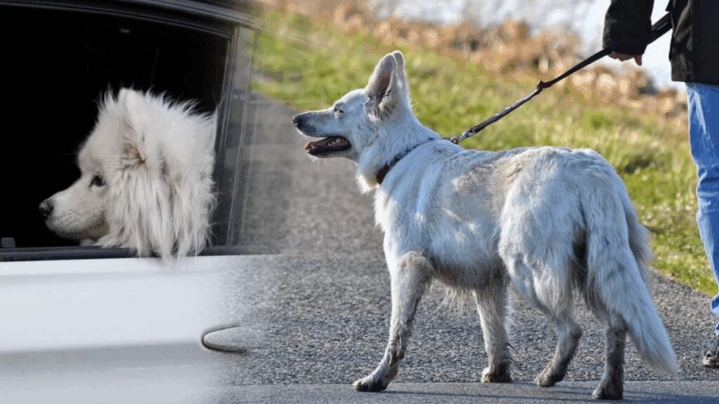 Fetva çıkarılmıştı, yasa haline geldi! O ülkede köpek gezdirmek artık yasak