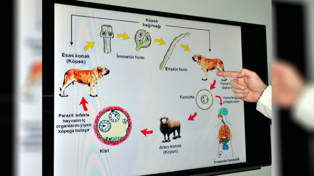 Kurbanlıklar için kist uyarısı: Çöpe atılmamalı, kedi, köpek gibi hayvanlara yedirilmemeli