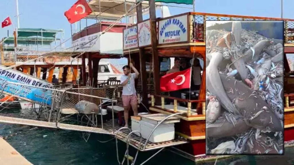 Mersin’de 8 köpekbalığı görülmüştü! Tatilciler tedirgin oldu!
