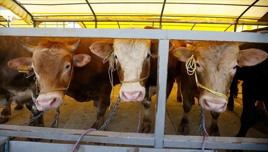 Satılamayan kurbanı Bakanlık alacak: İşte belirlenen fiyatlar