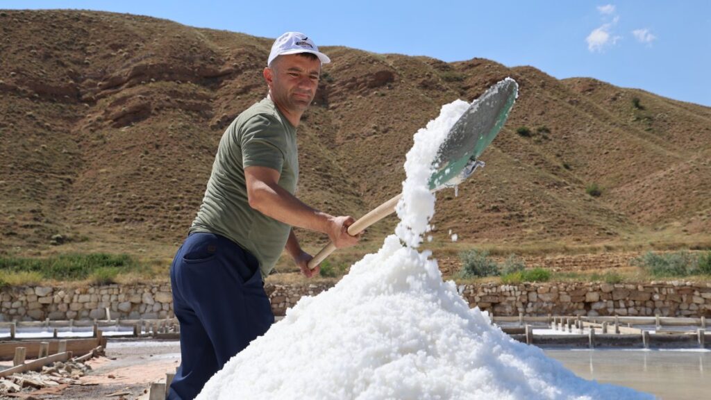 Beyaz altın hasadı başladı