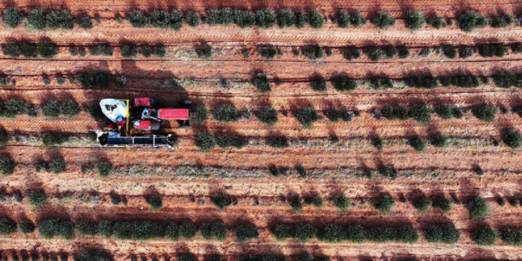 Çorak araziye can veren hasat: Hiçbir şey yetişmezken şimdi deste deste para kazandırıyor