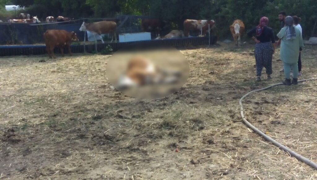 Kastamonu’da 3 inek dereden su içtikten sonra öldü