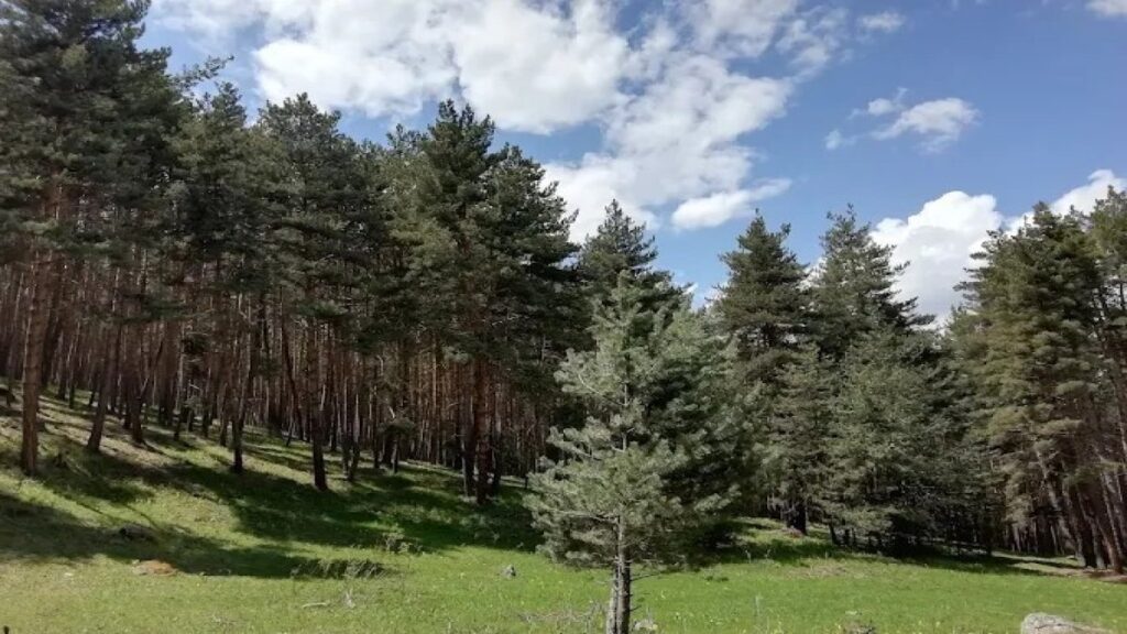 Ormanlara giriş o tarihlere kadar yasak!