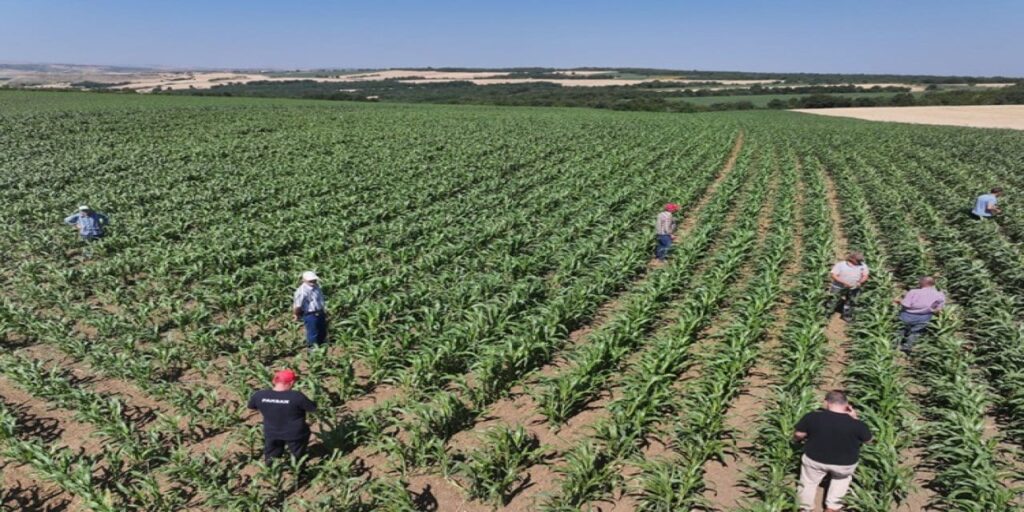 4 ayda 500 ton üretilip tonu 85 bin TL’ye satılıyor! Kuraklığa meydan okuyan ürün Edirne’den dünyaya yayılıyor