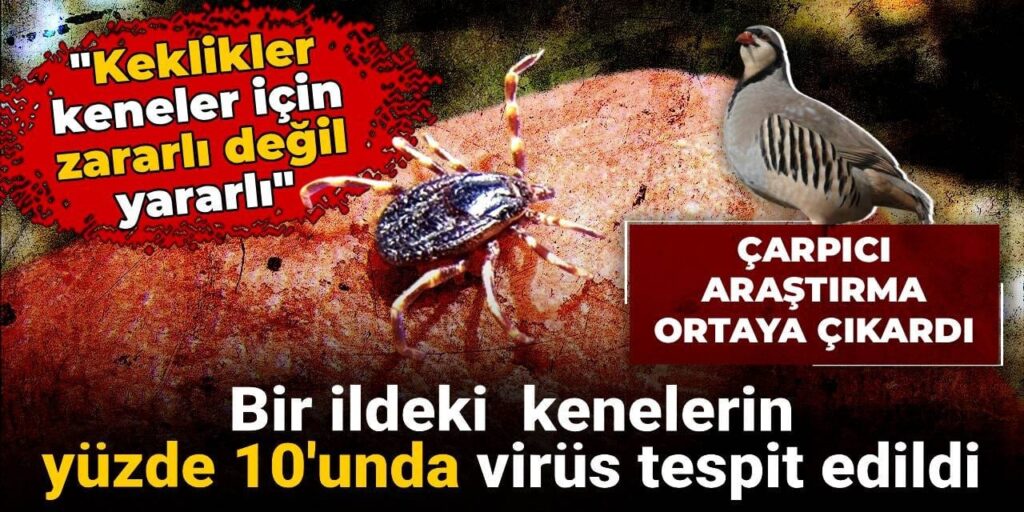 Bir ildeki  kenelerin yüzde 10’unda virüs tespit edildi: Herkesin doğru bildiği meğer yanlışmış