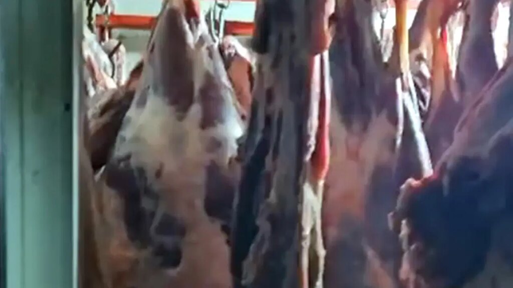 Ahırdaki 1,5 ton uygunsuz et imha edildi!