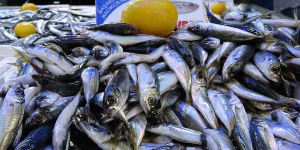 Karadeniz’de bu yıl palamut yok ama telaşa gerek yok istavrit var! Cebinize uygun hamsiyi bekleyin