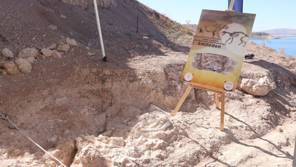 Kayseri’deki kazılardan 7.7 milyon yıllık ‘kılıç dişli kaplan’ çıktı