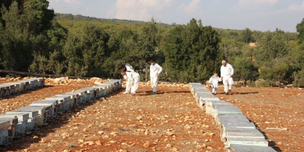 Toros Dağları’nda üretiliyor: Fransa ve İngiltere’den 3 ödüle layık görüldü!