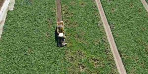 150 dekarlık alanda 1500 ton hasat bekleniyor