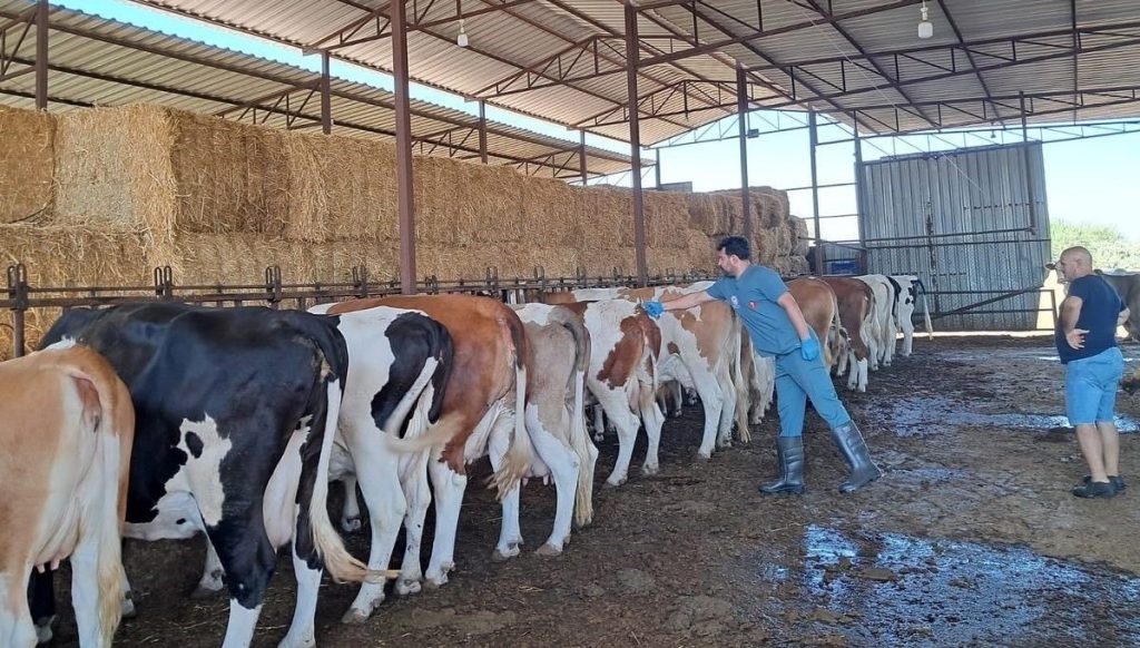 Aydın’da şap hastalığı: 13 mahalle karantinaya alındı