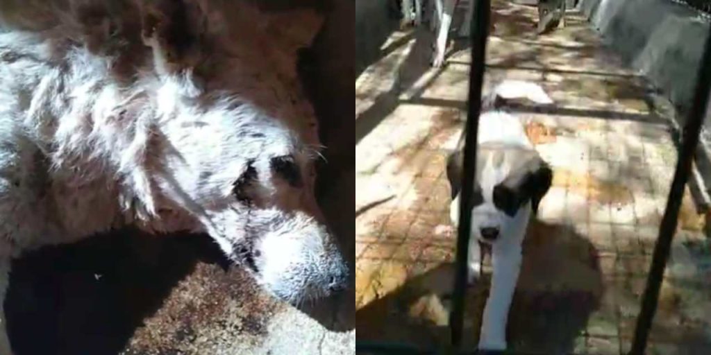 Datça’da yürek sızlatan görüntü: Hayvanseverler ayaklandı!