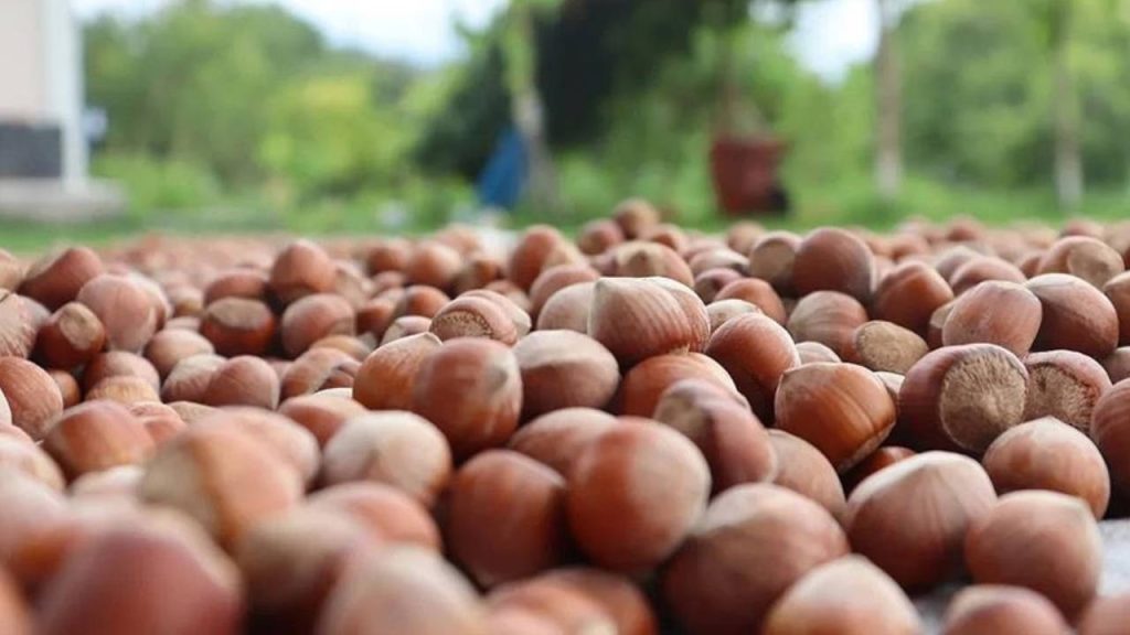 Fındıkta üçlü zarar; 250 bin ton kayıp