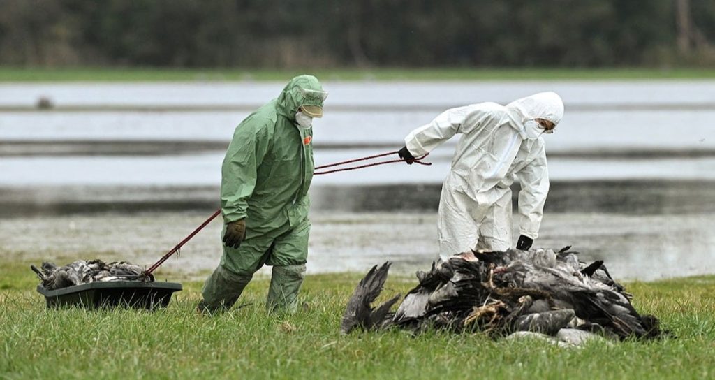 H5N1 hızla yayılıyor! 500 bin hayvan itlaf edildi: ‘Pandemiye dönüşebilir’