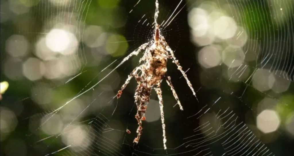 2,5 milimetrelik örümceklerden dev ‘kukla’ tuzak