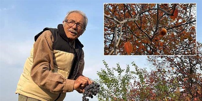 86 yaşında, arazisinde 54 farklı organik meyve yetiştiriyor