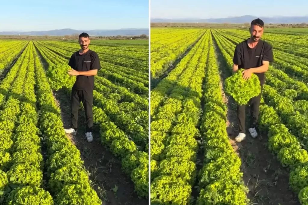 Çiftçinin böyle isyan etti: Satarsam şerefsizim, koyunları otlatacağım