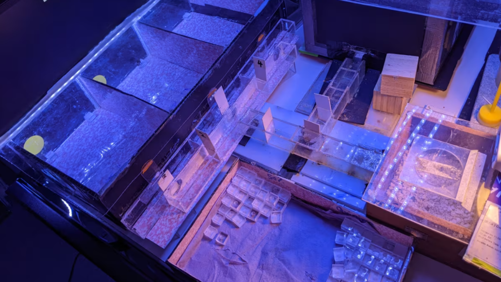 Yeni keşif: Arılar zamanı algılayabilir