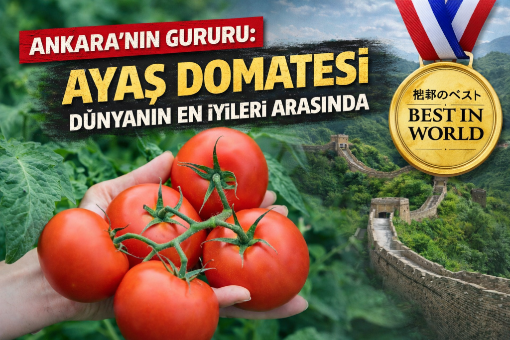 Ankara’nın Gururu: Ayaş Domatesi Dünyanın En İyileri Arasında