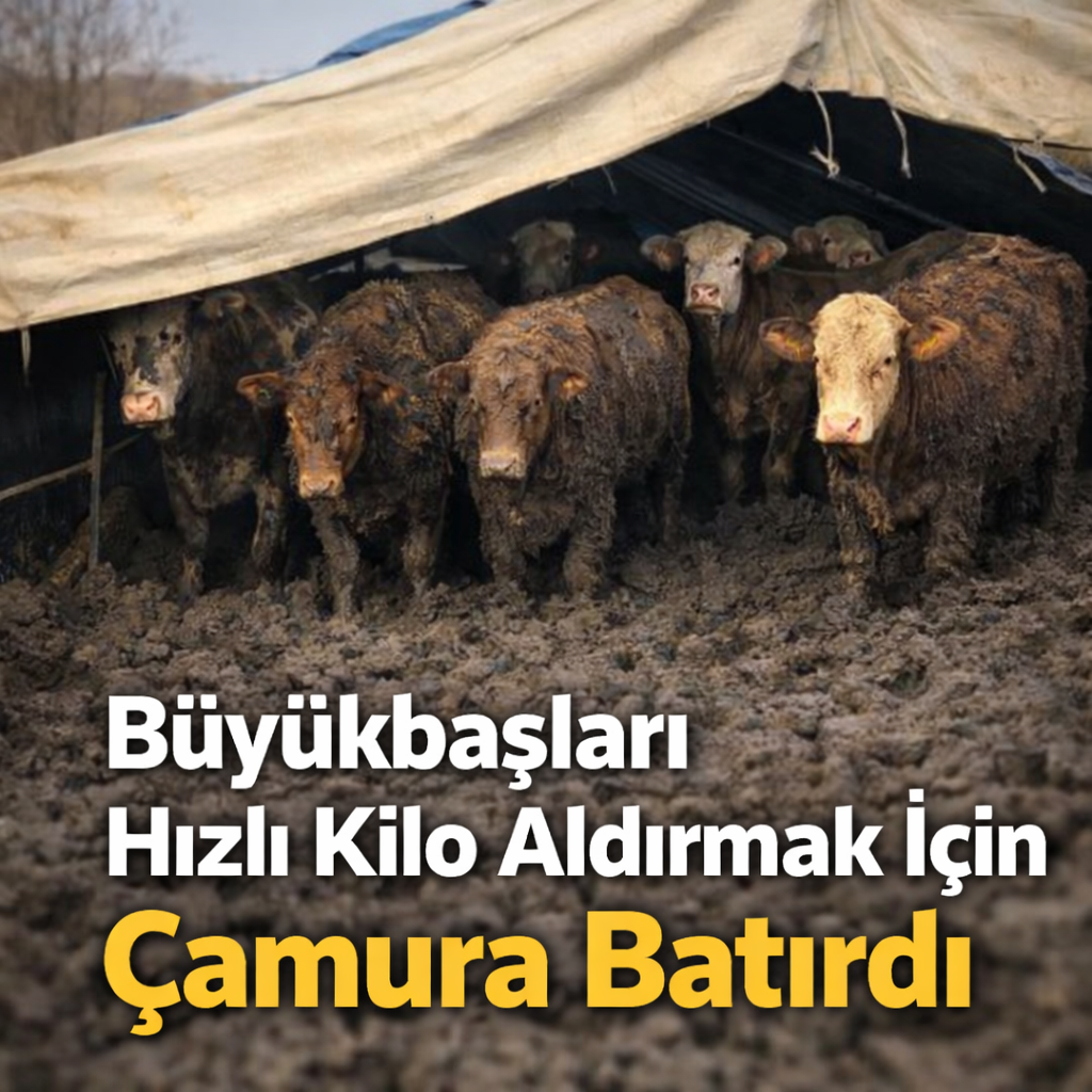Çorum’da Tepki Çeken Görüntü: Büyükbaşları Çamura Batırdı