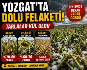 Yozgat’ta dolu tarlayı vurdu: Binlerce dekar zarar gördü